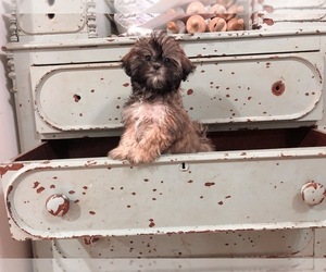Zuchon Puppy for sale in VASSAR, MI, USA
