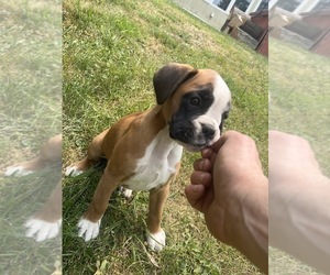 Boxer Puppy for sale in EUREKA, IL, USA
