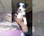 Small #1 Miniature Australian Shepherd