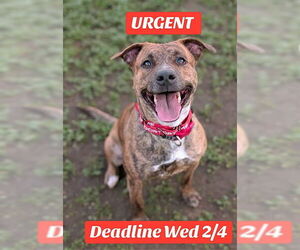Mutt Dog for Adoption in Sacramento, California USA