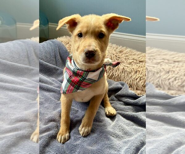 Medium Photo #13 Mutt Puppy For Sale in New York, NY, USA