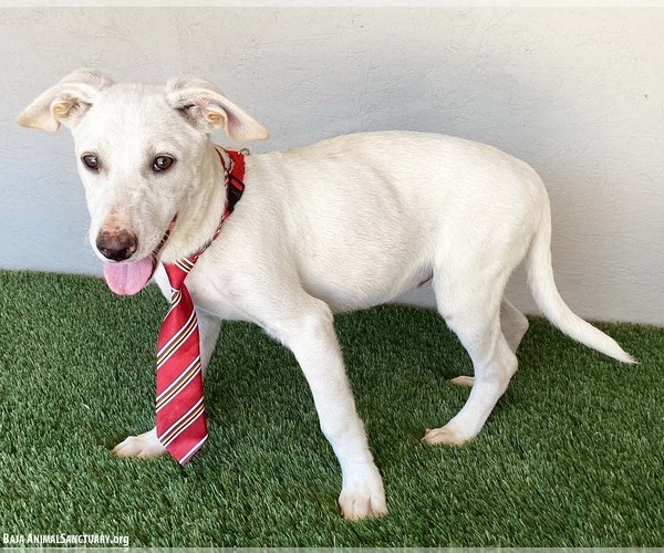 Medium Photo #2 Labrador Retriever-Unknown Mix Puppy For Sale in San Diego, CA, USA