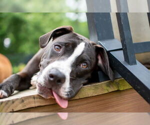 American Pit Bull Terrier-Staffordshire Bull Terrier Mix Dogs for adoption in Germantown, OH, USA