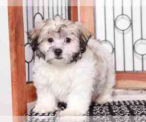 Zuchon Puppy for sale in NAPLES, FL, USA