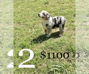 Australian Shepherd Puppy for sale in AUSTIN, AR, USA