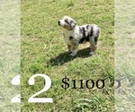 Small Photo #1 Australian Shepherd Puppy For Sale in AUSTIN, AR, USA