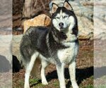 Small #1 Siberian Husky