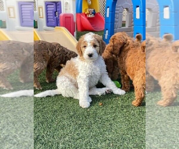 Medium Photo #3 Goldendoodle Puppy For Sale in CANTON, OH, USA