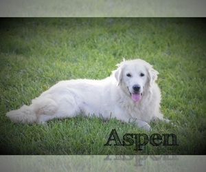 Mother of the English Cream Golden Retriever puppies born on 12/18/2024