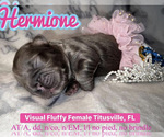 Small Photo #2 French Bulldog Puppy For Sale in MIMS, FL, USA