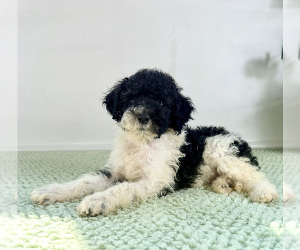 Medium Photo #5 Bernedoodle (Miniature) Puppy For Sale in GREENFIELD, IN, USA