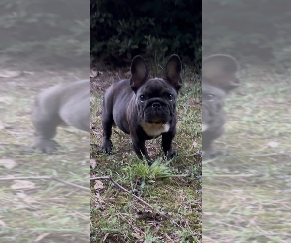 Medium Photo #3 French Bulldog Puppy For Sale in MARIETTA, GA, USA