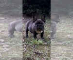 Small Photo #3 French Bulldog Puppy For Sale in MARIETTA, GA, USA
