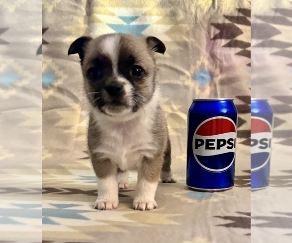 Medium Photo #4 American Eskimo Dog-Pug Mix Puppy For Sale in THOMASVILLE, NC, USA