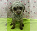 Small #5 Poodle (Miniature)