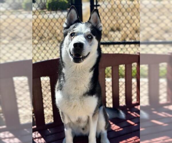 Medium Photo #1 Siberian Husky Puppy For Sale in Fort Collins, CO, USA