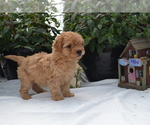 Puppy Granger Cavapoo (Miniature)-Poodle (Toy) Mix