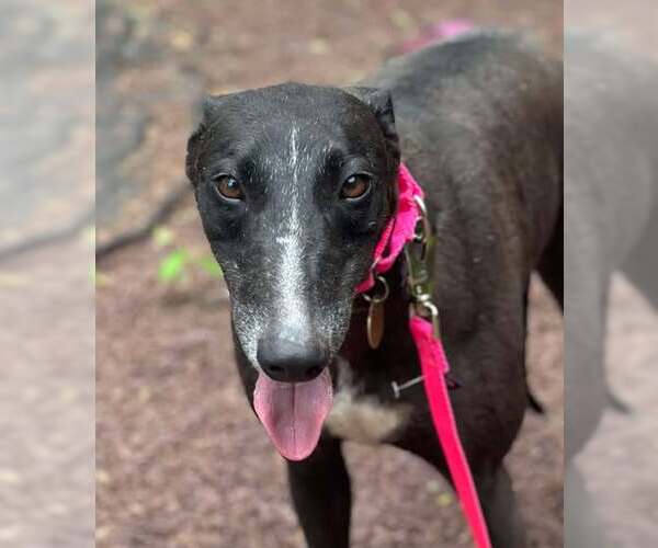 Medium Photo #2 Greyhound Puppy For Sale in Cherry Hill, NJ, USA