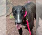 Small #1 Greyhound