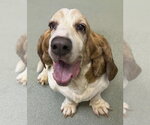 Small #1 Basset Hound