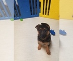 Small Photo #7 German Shepherd Dog Puppy For Sale in TORONTO, OH, USA