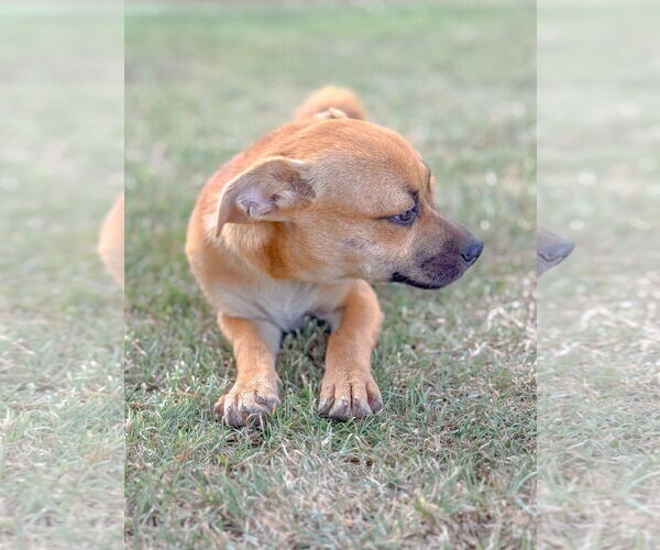 Medium Photo #3 Chug Puppy For Sale in PIPE CREEK, TX, USA