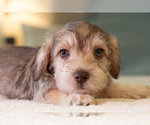 Puppy Grizzly Schnauzer (Miniature)