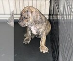 Small Photo #9 Bullmastiff Puppy For Sale in VICTORVILLE, CA, USA