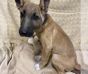 Mutt Dogs for adoption in Modesto, CA, USA