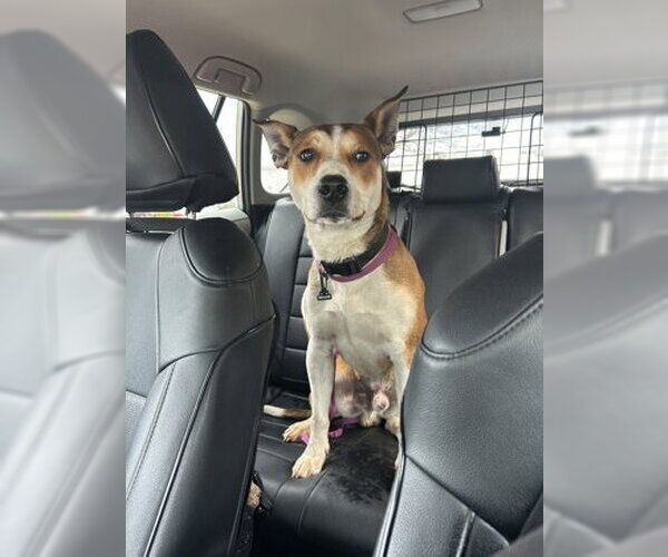 Medium Photo #3 Mutt Puppy For Sale in Rockaway, NJ, USA