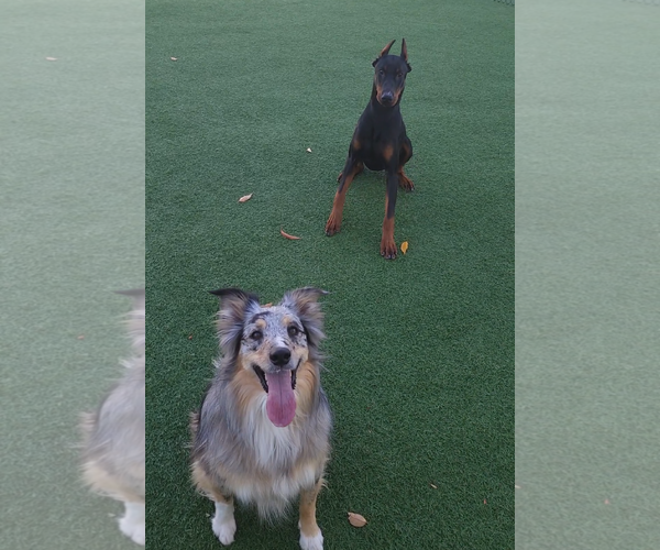 Medium Photo #3 Doberman Pinscher Puppy For Sale in Buffalo, MN, USA