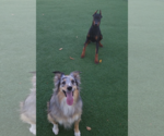 Small Photo #3 Doberman Pinscher Puppy For Sale in Buffalo, MN, USA