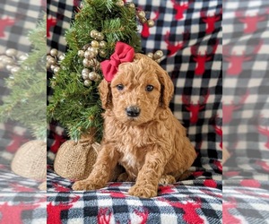 Goldendoodle Puppy for sale in CHRISTIANA, PA, USA