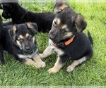 Small #15 German Shepherd Dog