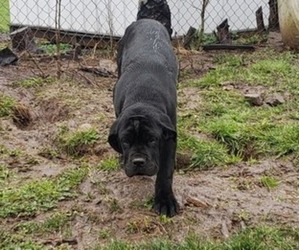 Cane Corso Puppy for sale in BELLINGHAM, WA, USA