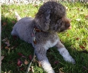 Lagotto Romagnolo Puppy for sale in VANCOUVER, WA, USA
