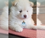 Small Photo #49 Pomeranian-Pomsky Mix Puppy For Sale in RAMSEY, MN, USA