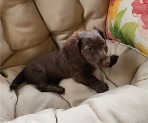 Dachshund Puppy for Sale in MATTITUCK, New York USA