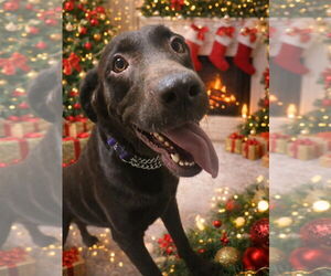 Labrador Retriever Dogs for adoption in Frankenmuth, MI, USA