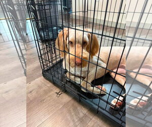 Poodle (Standard)-Unknown Mix Dogs for adoption in Grafton, WI, USA