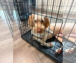 Small Poodle (Standard) Mix