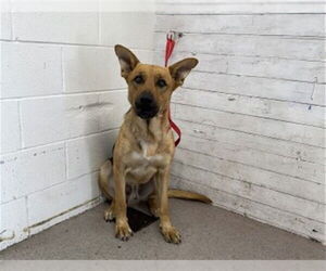 German Shepherd Dog-Unknown Mix Dogs for adoption in San Bernardino, CA, USA