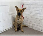 Small German Shepherd Dog Mix