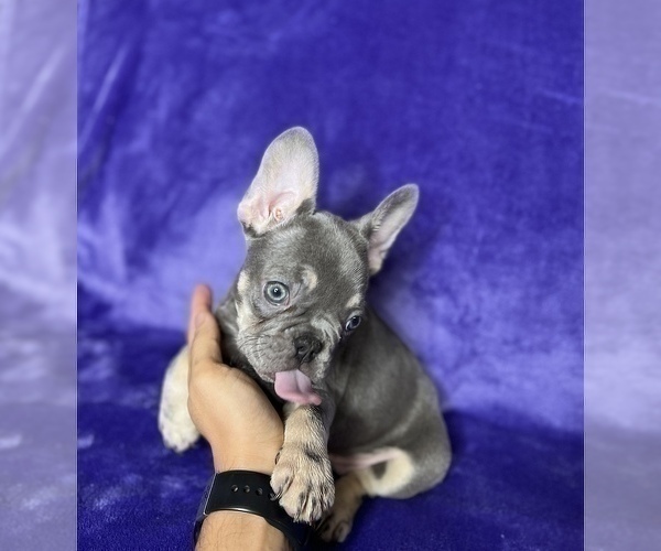Medium Photo #3 French Bulldog Puppy For Sale in KENNESAW, GA, USA