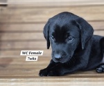 Small Photo #69 Labrador Retriever Puppy For Sale in EDGEWOOD, TX, USA