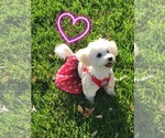 Small Photo #1 Maltipoo Puppy For Sale in PATTERSON, CA, USA