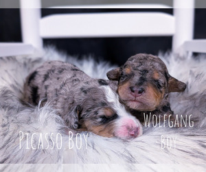 Miniature Bernedoodle Litter for sale in SACRAMENTO, CA, USA