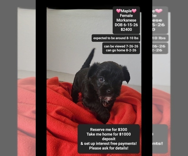Medium Photo #1 Havanese-Morkie Mix Puppy For Sale in TUCSON, AZ, USA