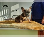 Small Photo #4 French Bulldog Puppy For Sale in Kaposvar, Somogy, Hungary