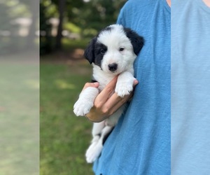 Border Collie-Papillon Mix Puppy for sale in CULPEPER, VA, USA